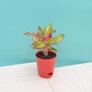 Upto 50% Off On Live Plants From Ugaoo