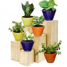 Upto 90% Off On Leafy Plant with Pots
